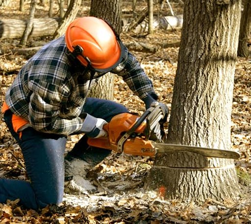 Tree Removal in Villa Grande, CA